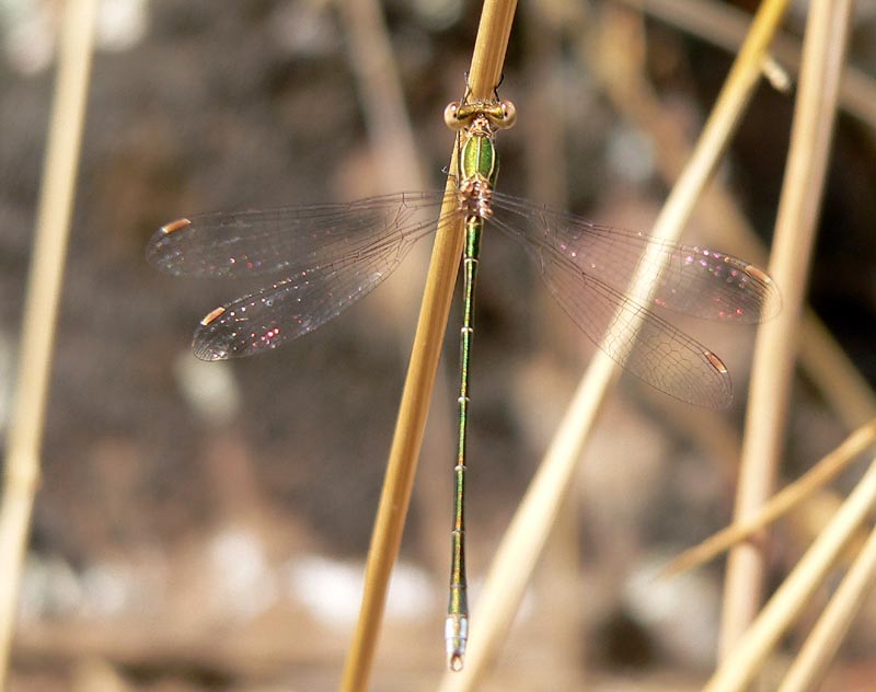 Qualche Lestes...e Chalcolestes